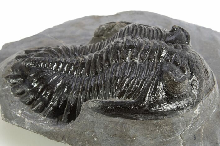 Detailed Hollardops Trilobite Fossil - Ofaten, Morocco #325967